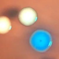 'Zombie' cells created by transplanting genomes into dead bacteria