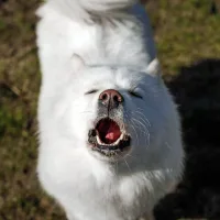 'Singing' dogs may show the evolutionary roots of musicality