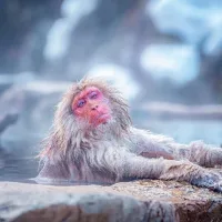 What snow monkeys’ steamy baths are really doing to their bodies