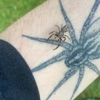 Scared of spiders? Scientists say the real nightmare is losing them