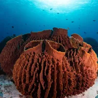 MIT study finds Earth’s first animals were likely ancient sea sponges