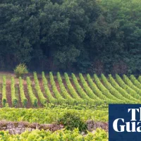 Light red wines for spring drinking