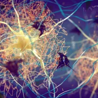 Alzheimer’s may start with inflammation in the skin, lungs or gut