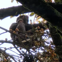 Boozy chimps fail urine test, confirm hotly debated theory