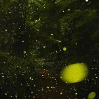 The science of how fireflies stay in sync