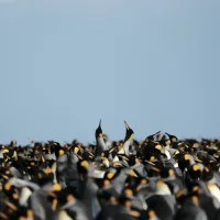 King penguins are thriving in a warmer climate, but it may not last
